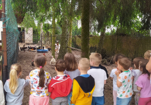 Dzieci obserwują zwierzęta w mini zoo