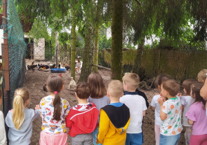 Dzieci obserwują zwierzęta w mini zoo