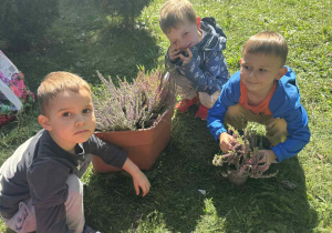 Maksym, Czarek i Janek zasadzili wrzosy do doniczek