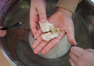 Zdjęcie przedstawia szkielet wydobytego dinozaura