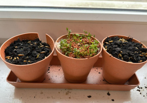 hodowla owsa i rzeżuchy