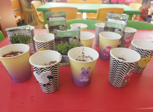 zdjecie przedstawia hodowle owsa i rzezuchy